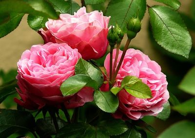 Rose Maroc Absolute (Rosa Centifolia) - Bulgaria
