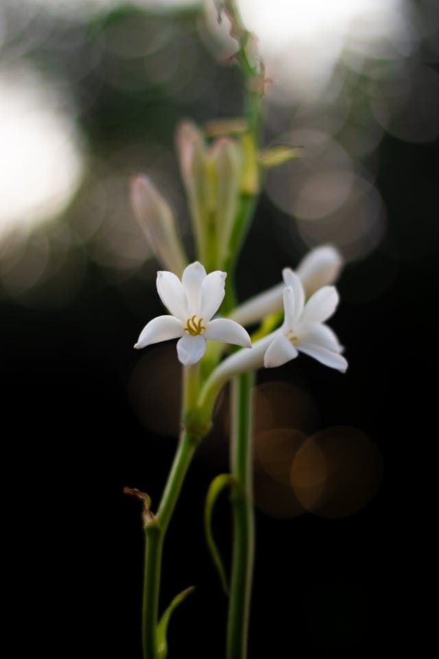 Tuberose Floraline 75 - ROBERTET (RCO)