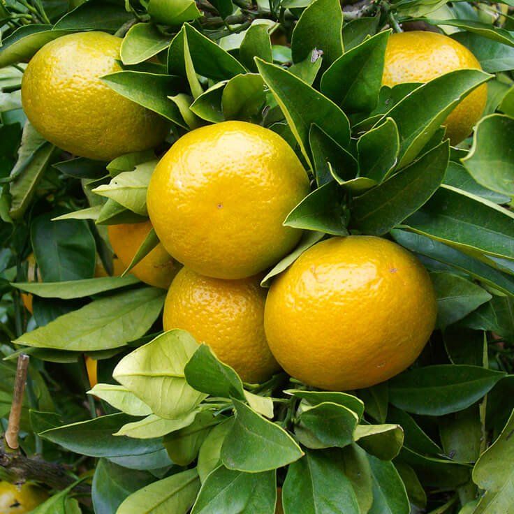 Yellow Mandarin Essential Oil -  Albert Vieille - Italy (Cold pressed)