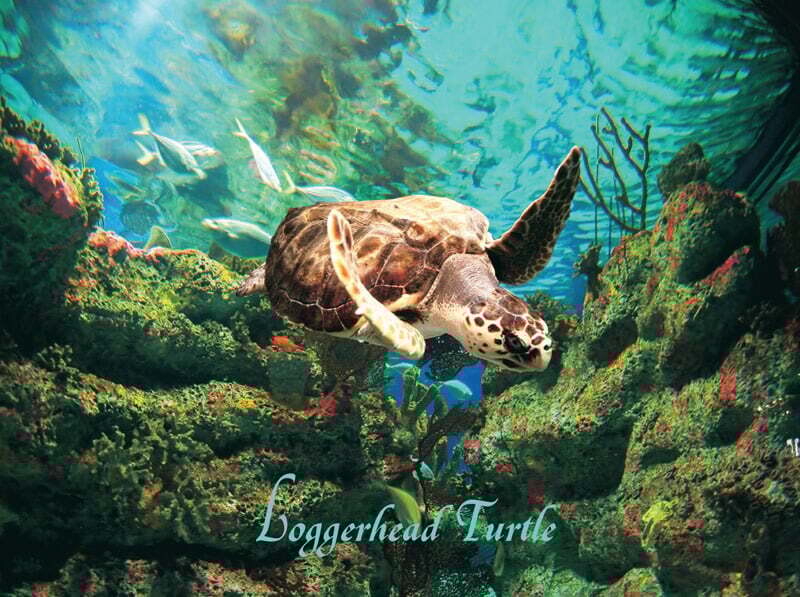 LOGGERHEAD PUZZLE 550PCS
