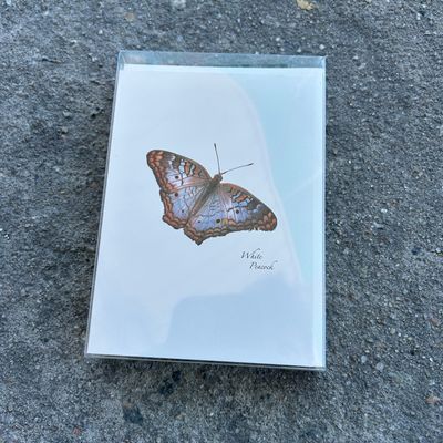 NOTECARD SET BUTTERFLY ASST II NOTECARD SET BUTTERFLY ASST II