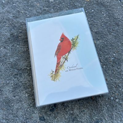 NOTECARD SET CARDINAL ON WITCH HAZEL