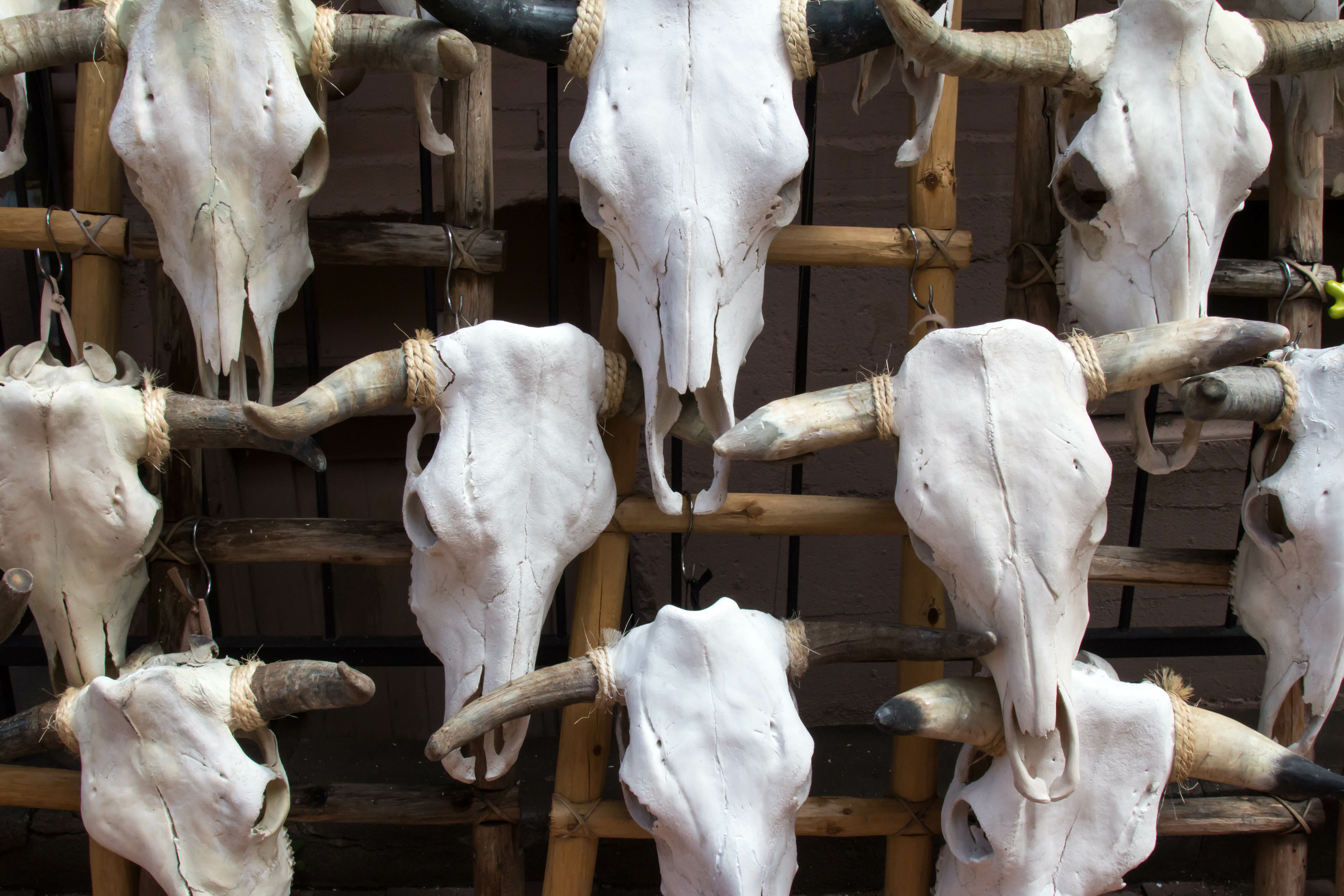 Real cow skulls