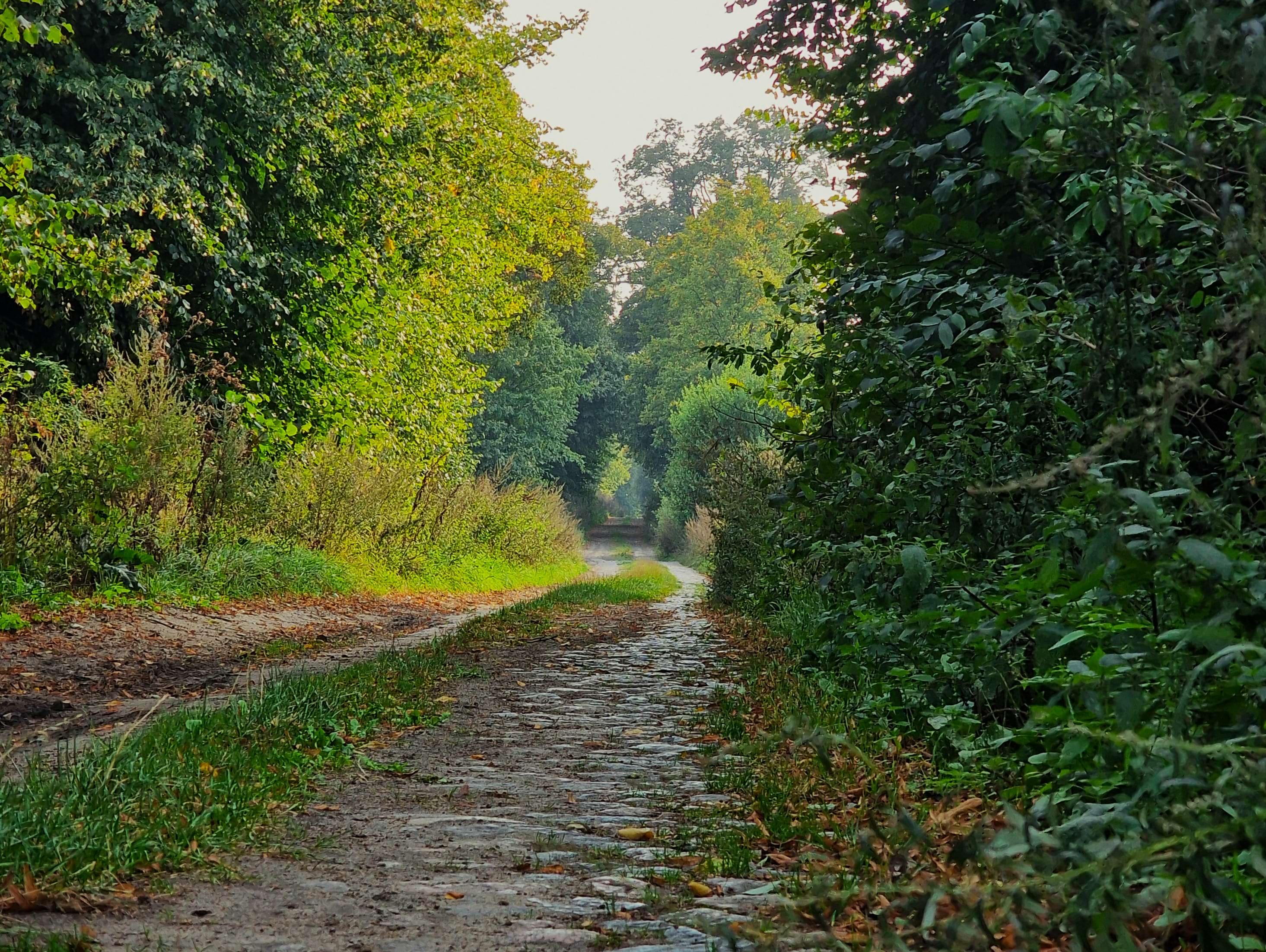 kamienna-droga-w-baniewicach-w-strone-winnicy-turnau