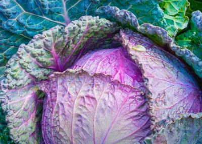 Red Cabbage