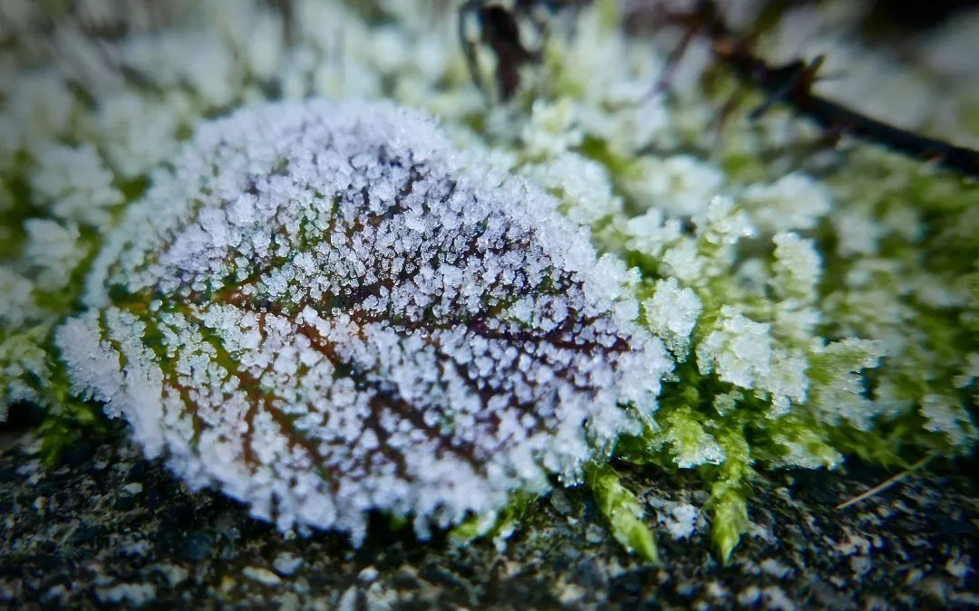 A close up of a leaf covered in frost on a mossy surface.