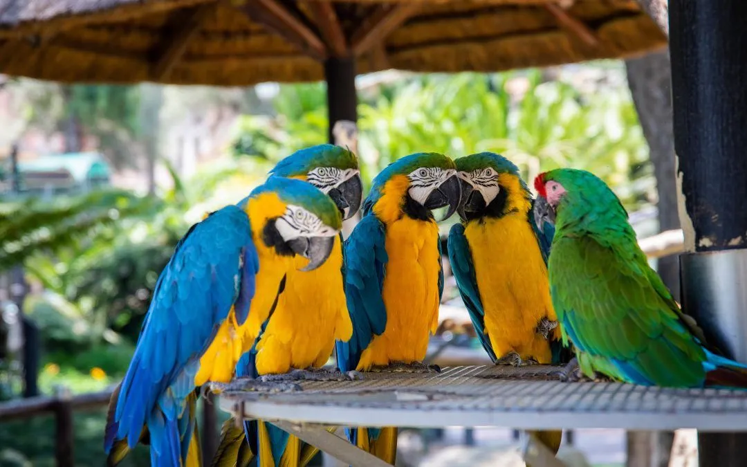 A group of colorful parrots sitting on top of a table.