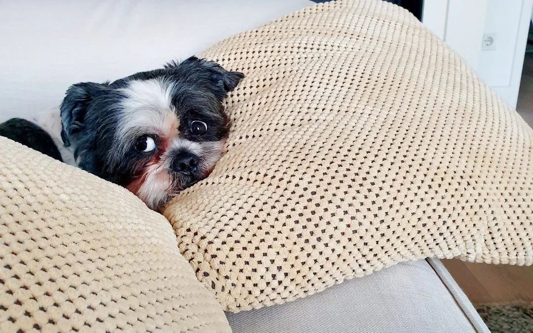 A small dog is laying on a couch under a blanket.