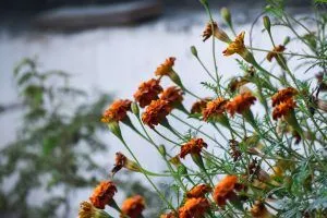 A bunch of orange flowers are growing on a bush.