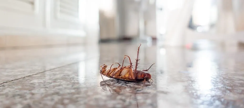 A cockroach is laying on the floor in a room.