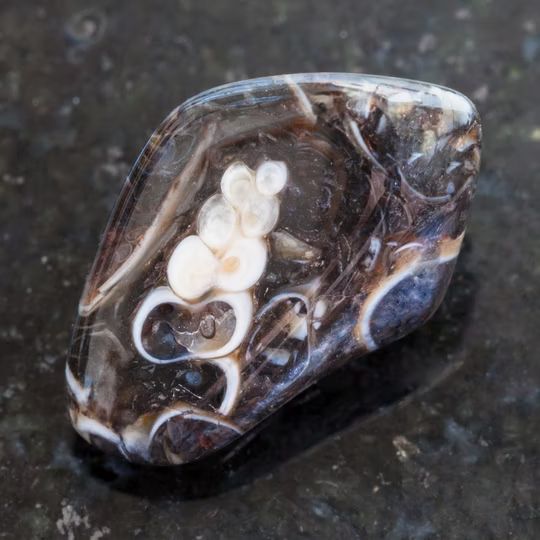 Turitella Agaat