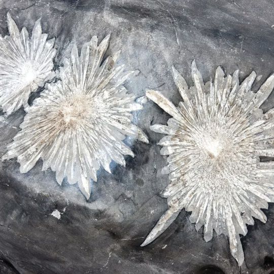Chrysant Steen