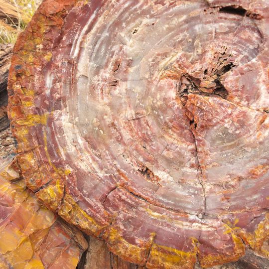 Versteend Hout