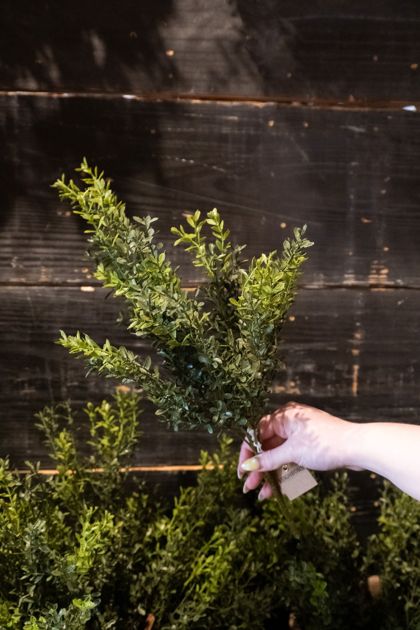 Seraph Vine Hanging 34”