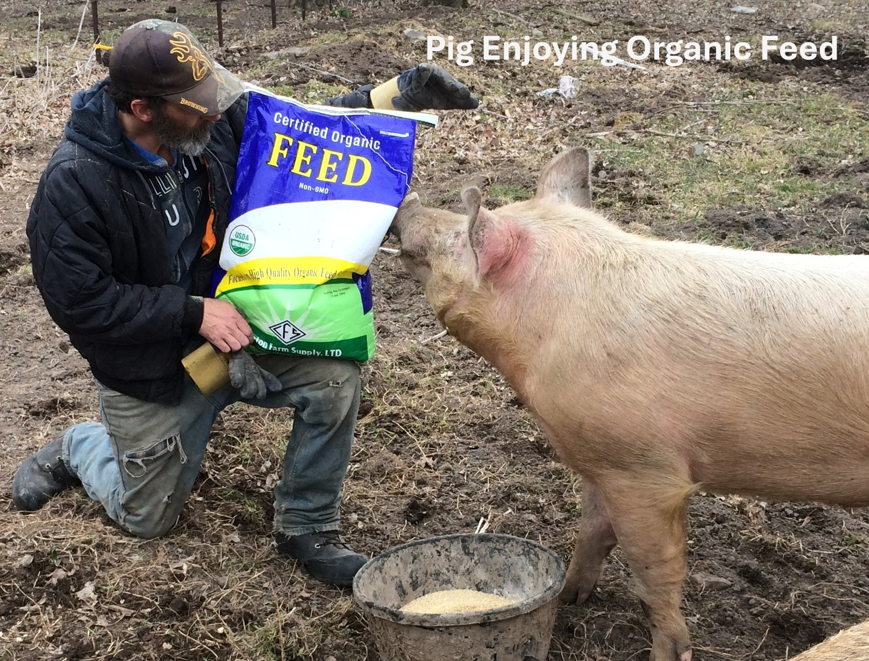 Pig Enjoy Certified Organic Feed