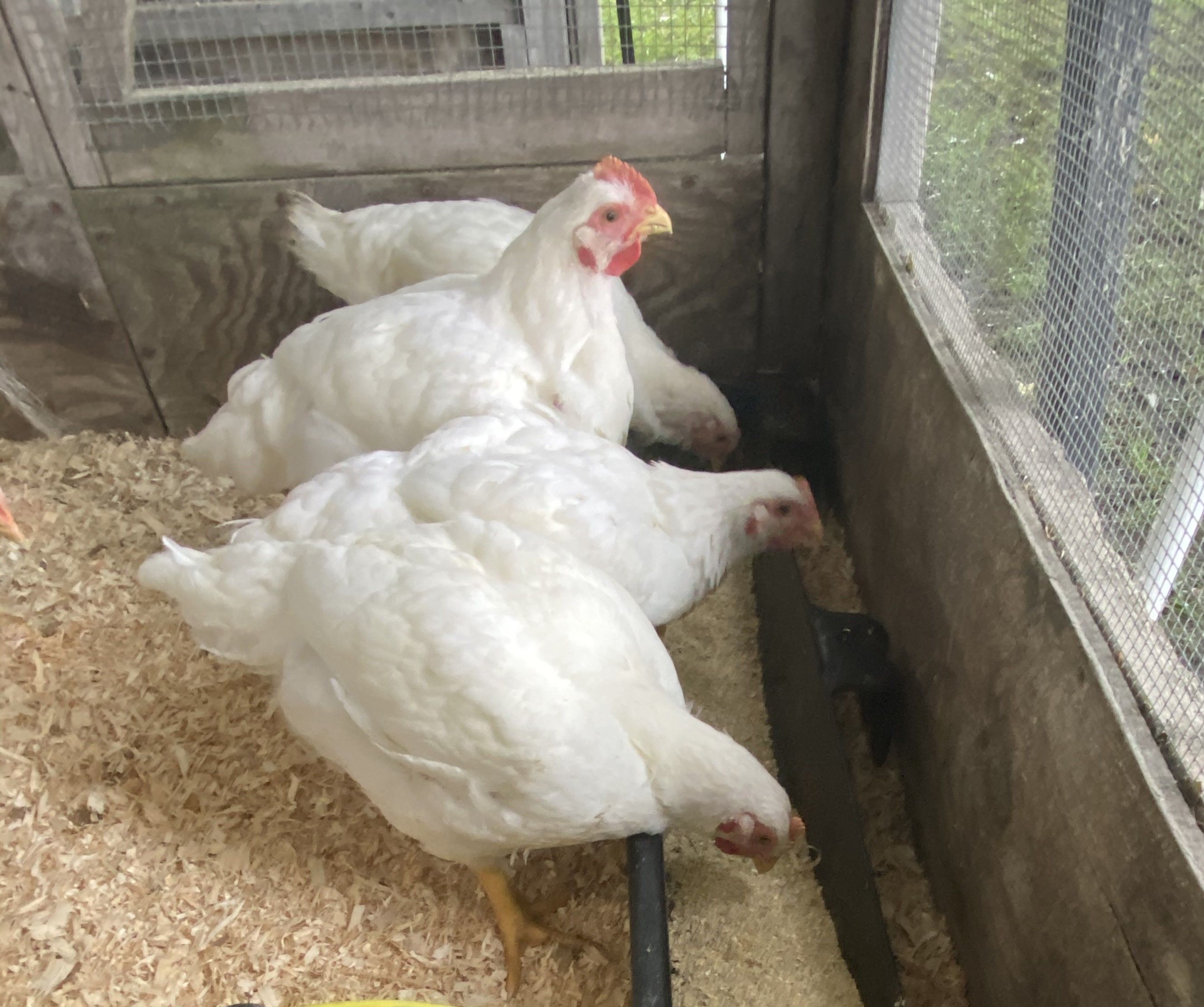 Cornish Cross broilers enjoying our Certified Organic broiler feed — the same clean, fresh grains we use here at Rivers Critters Ranch