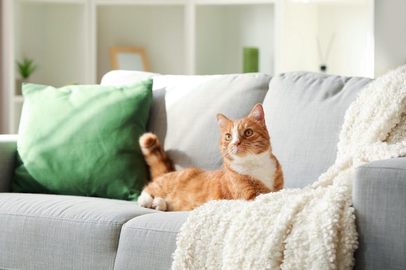 cat loses hair round the ears