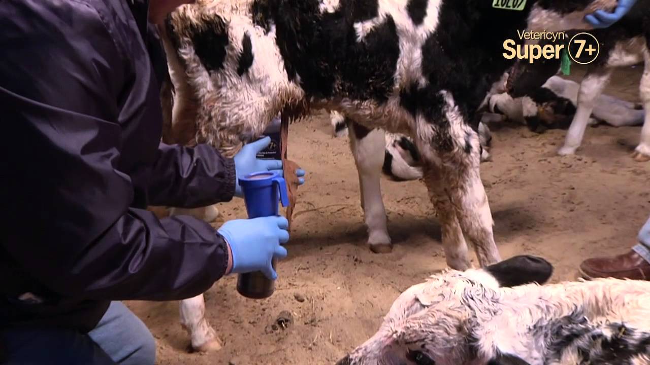 Vetericyn Super 7+ umbilical care for newborn calves, iodine-free solution for fast drying and infection prevention.