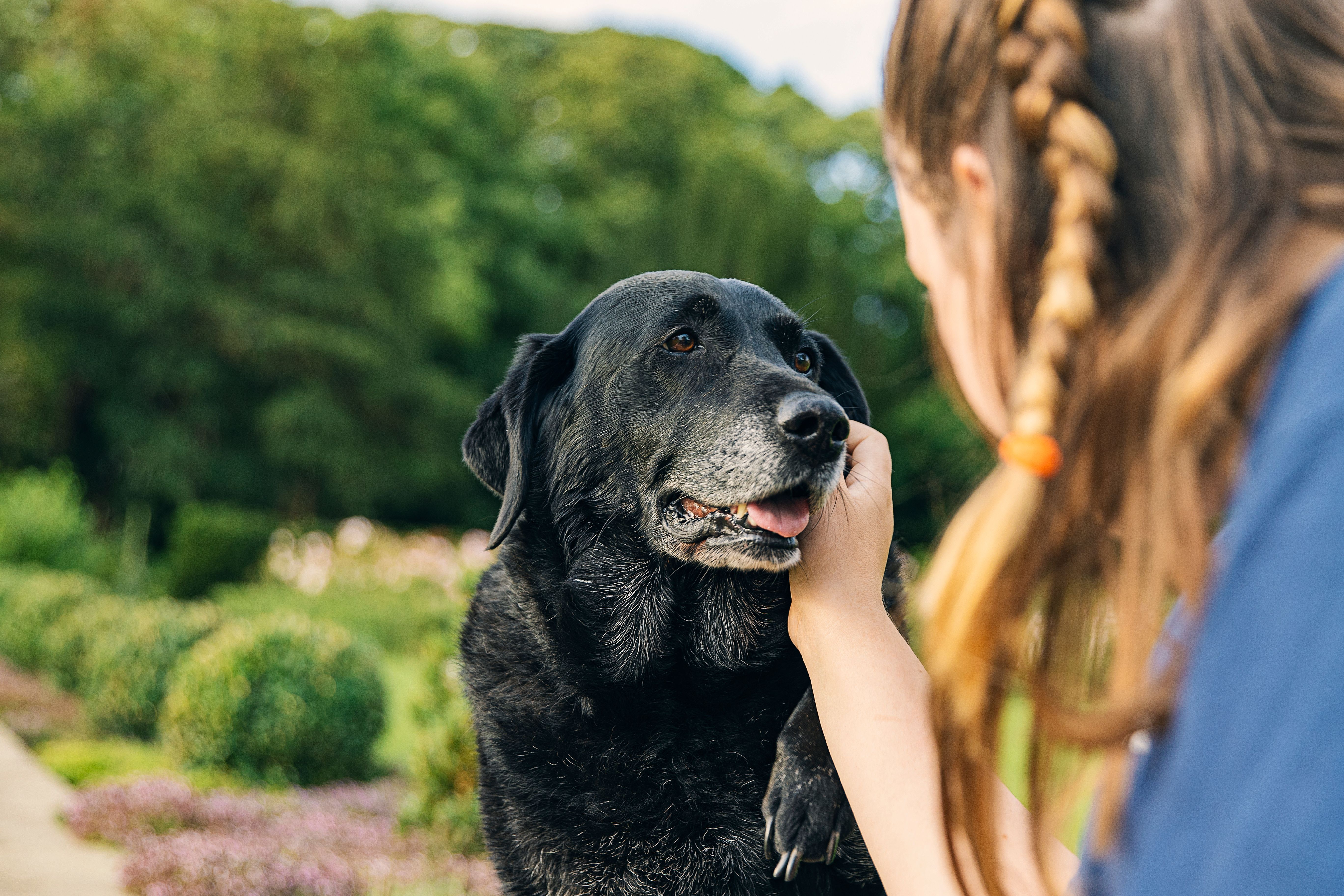 Pflege für Senioren-Hunde: Vetericyn ALL In Senior Dog Supplements
