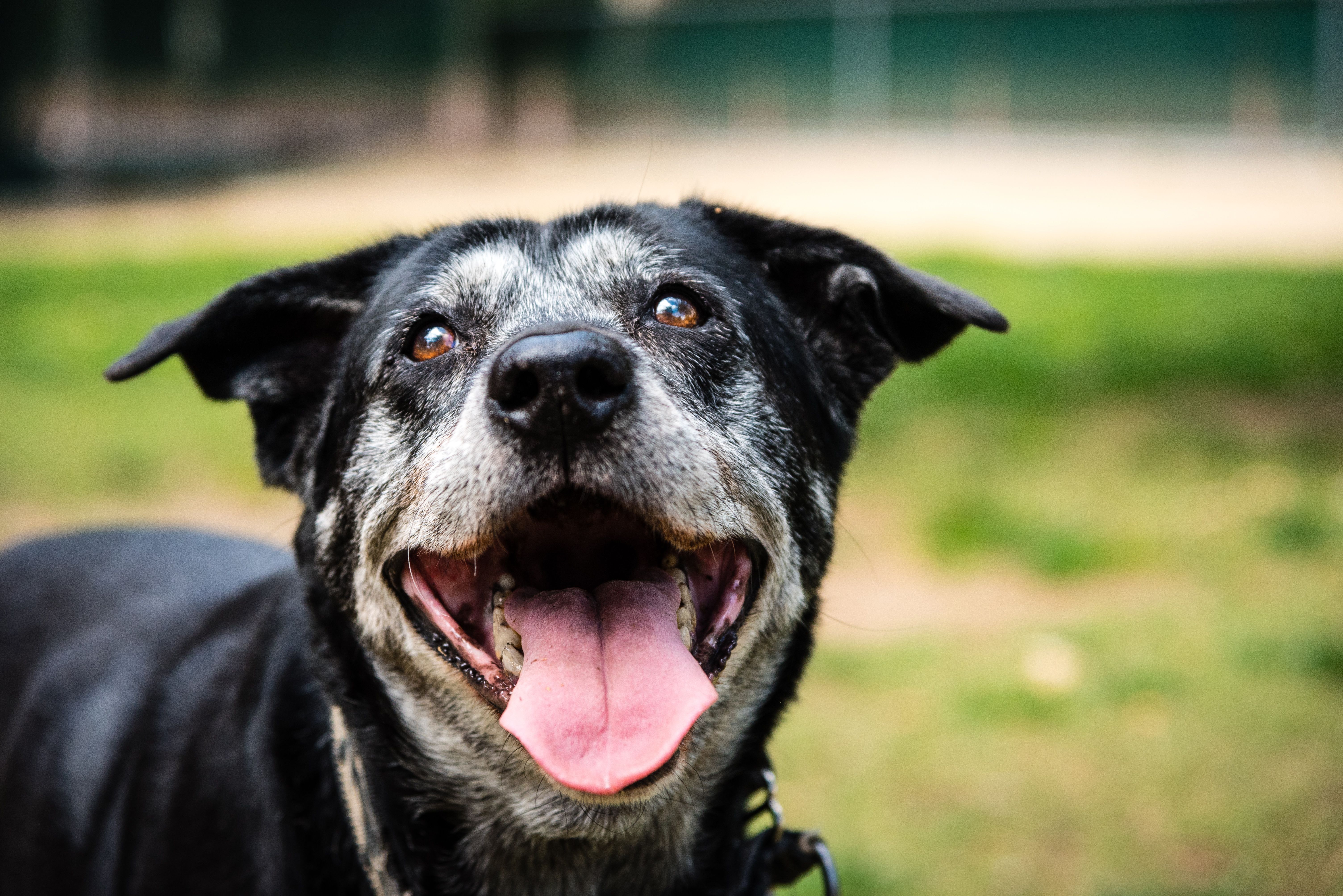 Pflege für Senioren-Hunde mit Vetericyn ALL IN
