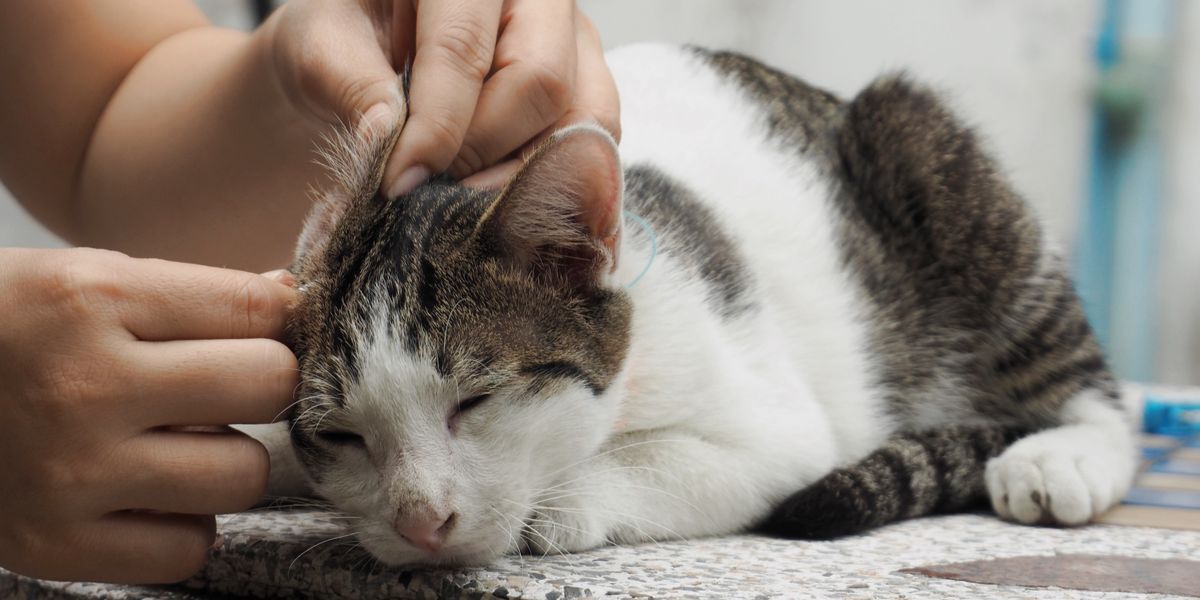 Mon chat perd ses poils sur les oreilles