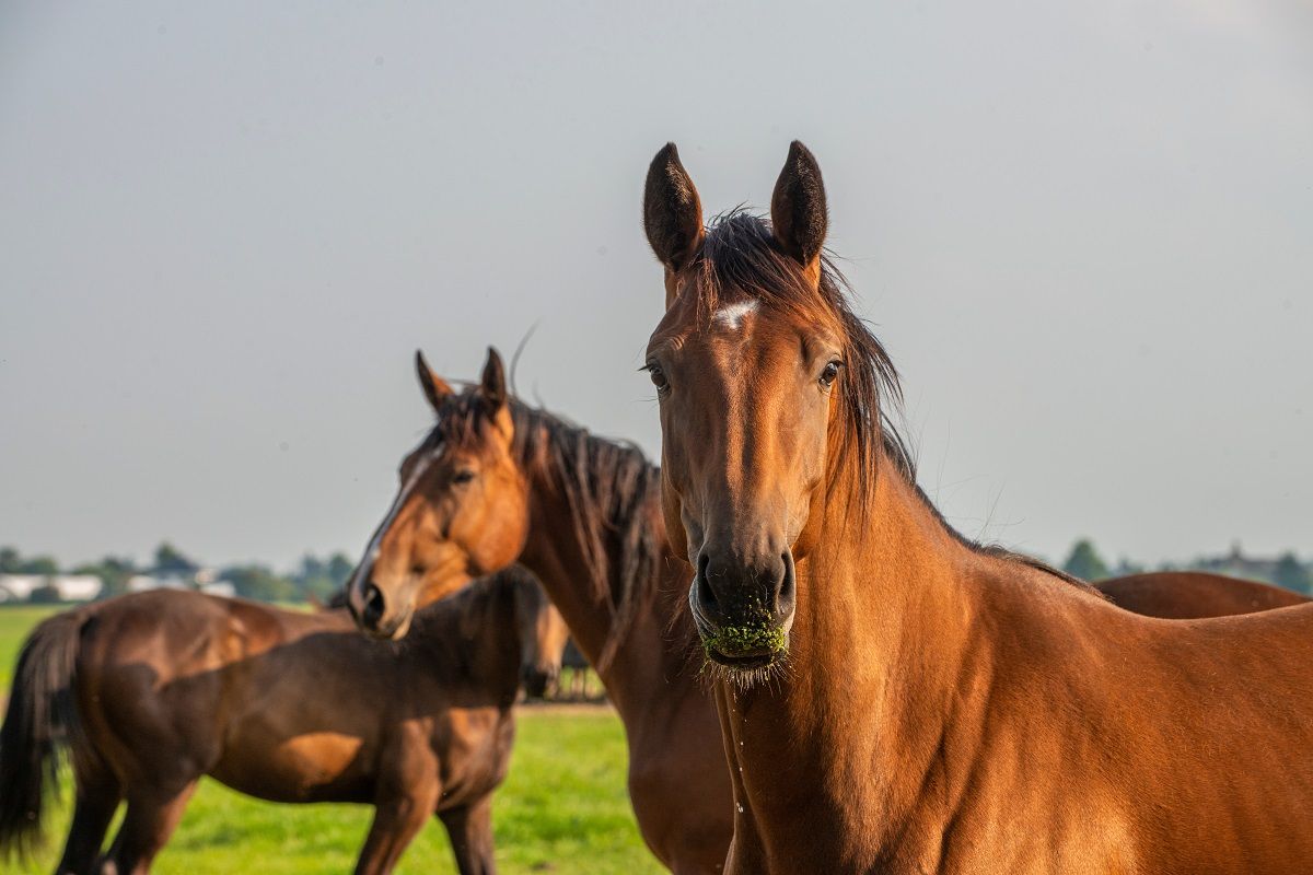Sarcoids in Horses
