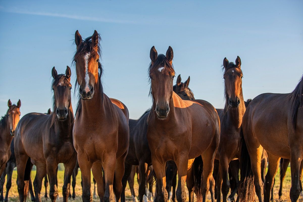 Sarcoids in Horses 2