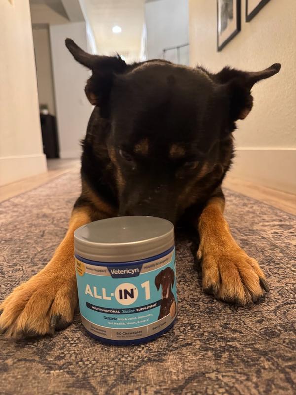 Health Support Old German Shepherd Dog - Vetericyn ALL-IN