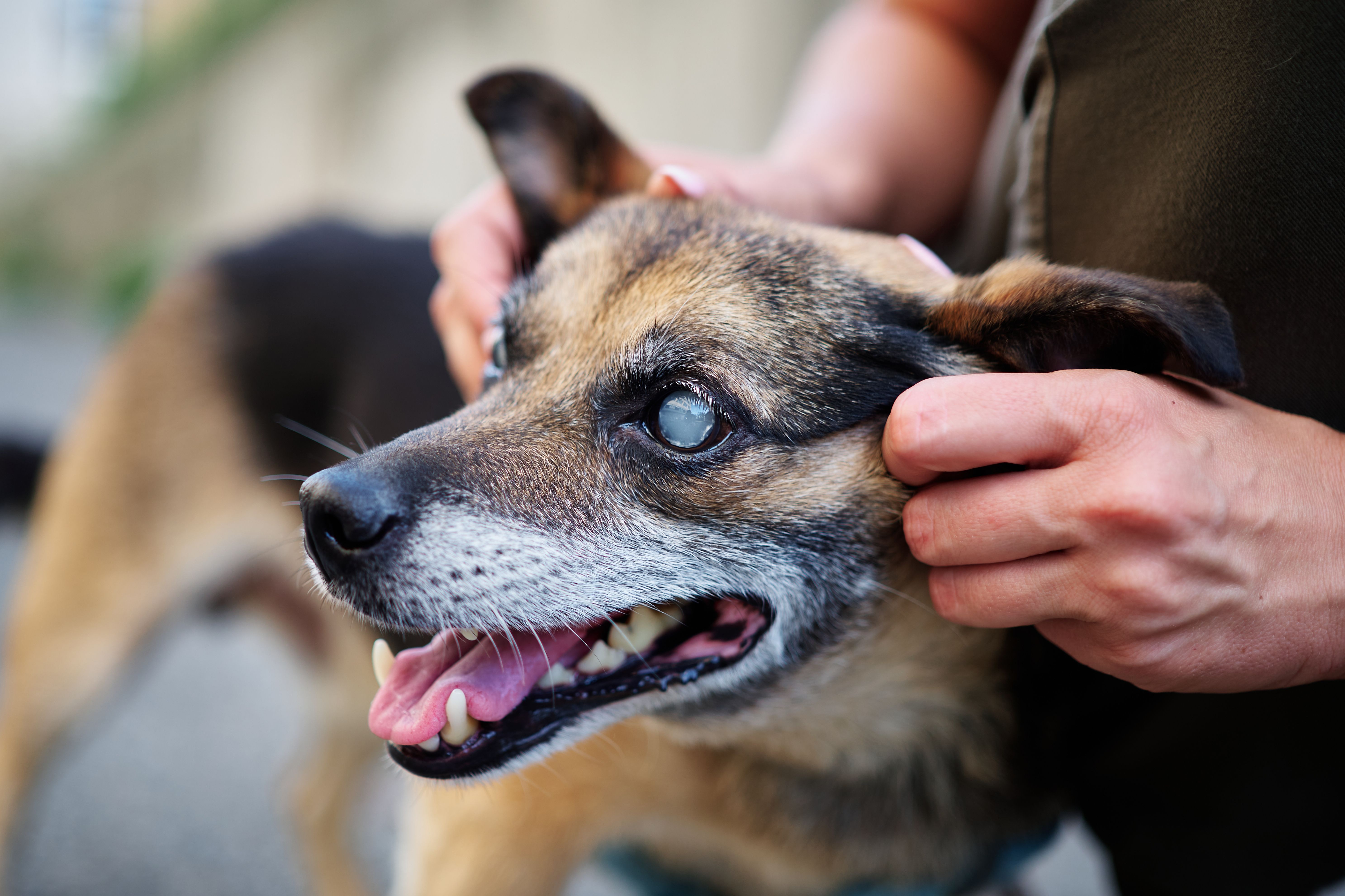 The senior stage: Nutritional needs of older dogs – Vetericyn ALL-IN Senior