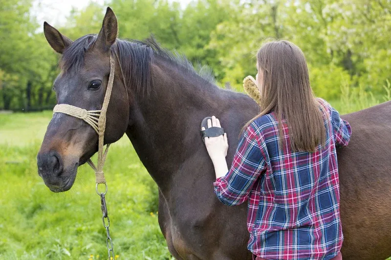 Examples of different wither shapes in horses