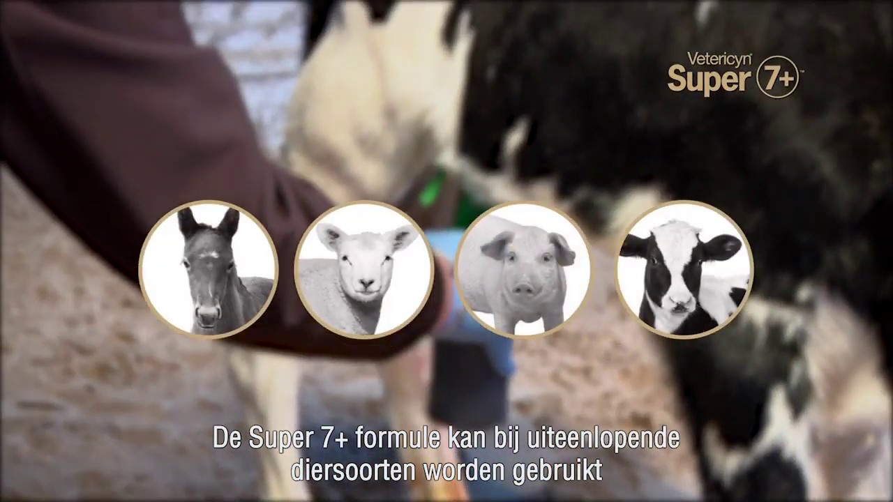 Vetericyn Super 7+ suitable for calves, lambs, piglets and foals – safe iodine-free umbilical care for newborn animals.