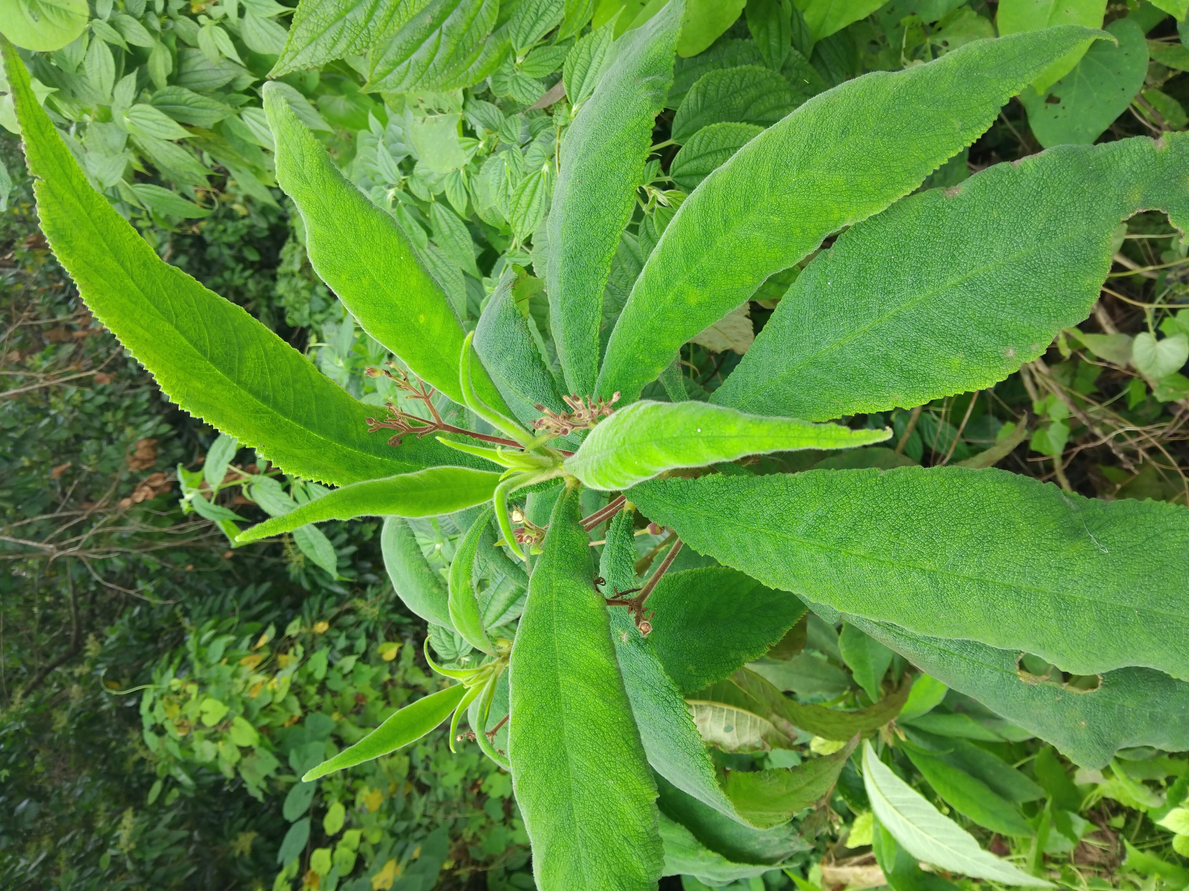 search me heart bush for rash and eczema