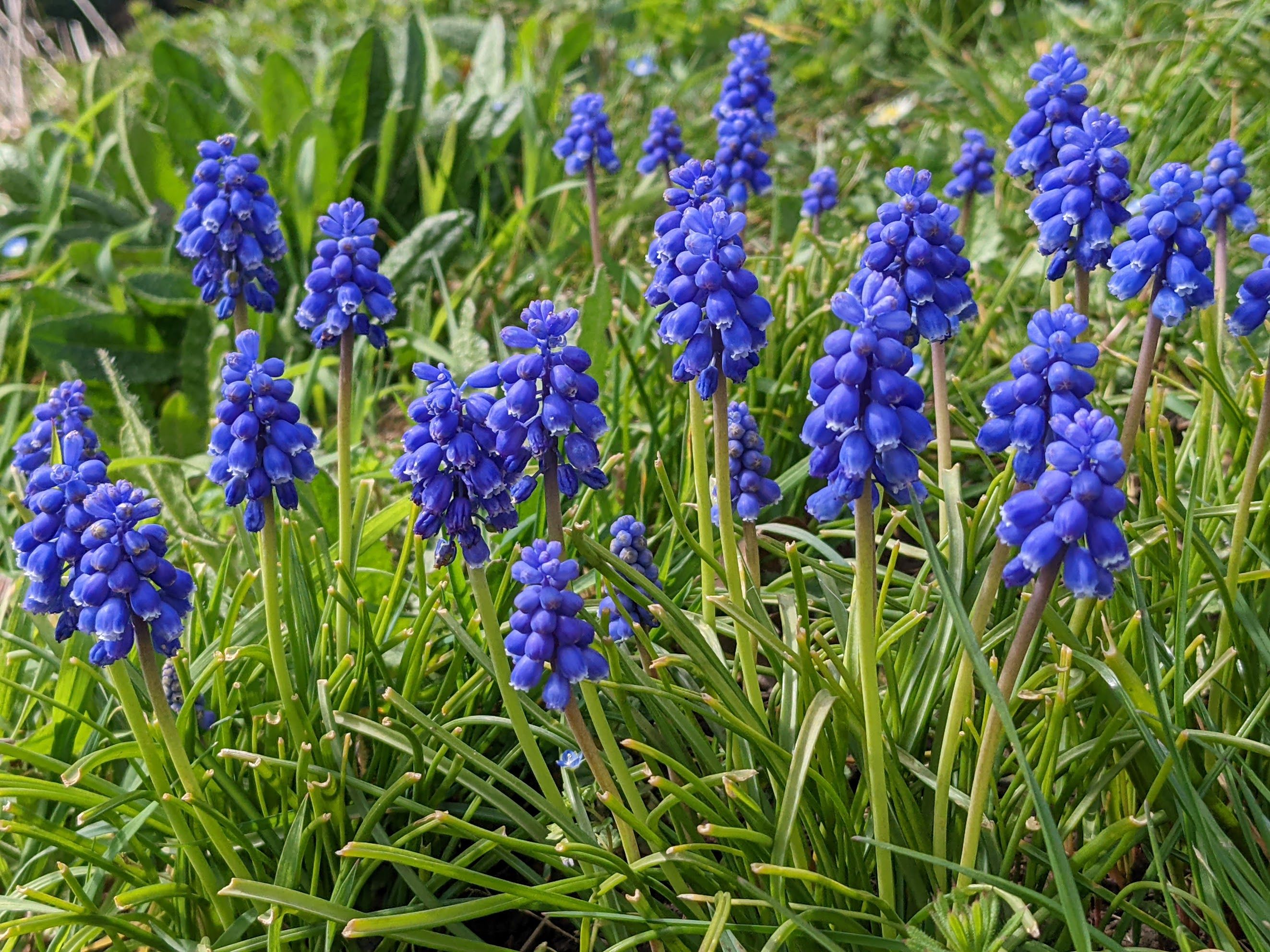 grape hyacinth uk