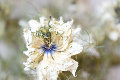 natural dried flowers