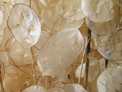 dried seed heads