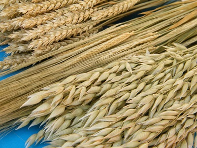 dried grasses