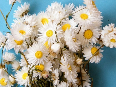 white dried flowers