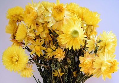 yellow dried flowers bunch