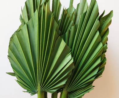 green dried flowers