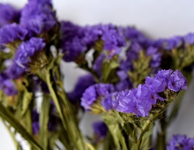 purple dried flowers
