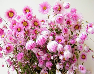 pink dried flowers