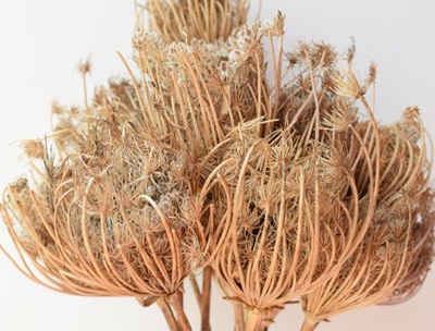 brown dried flowers