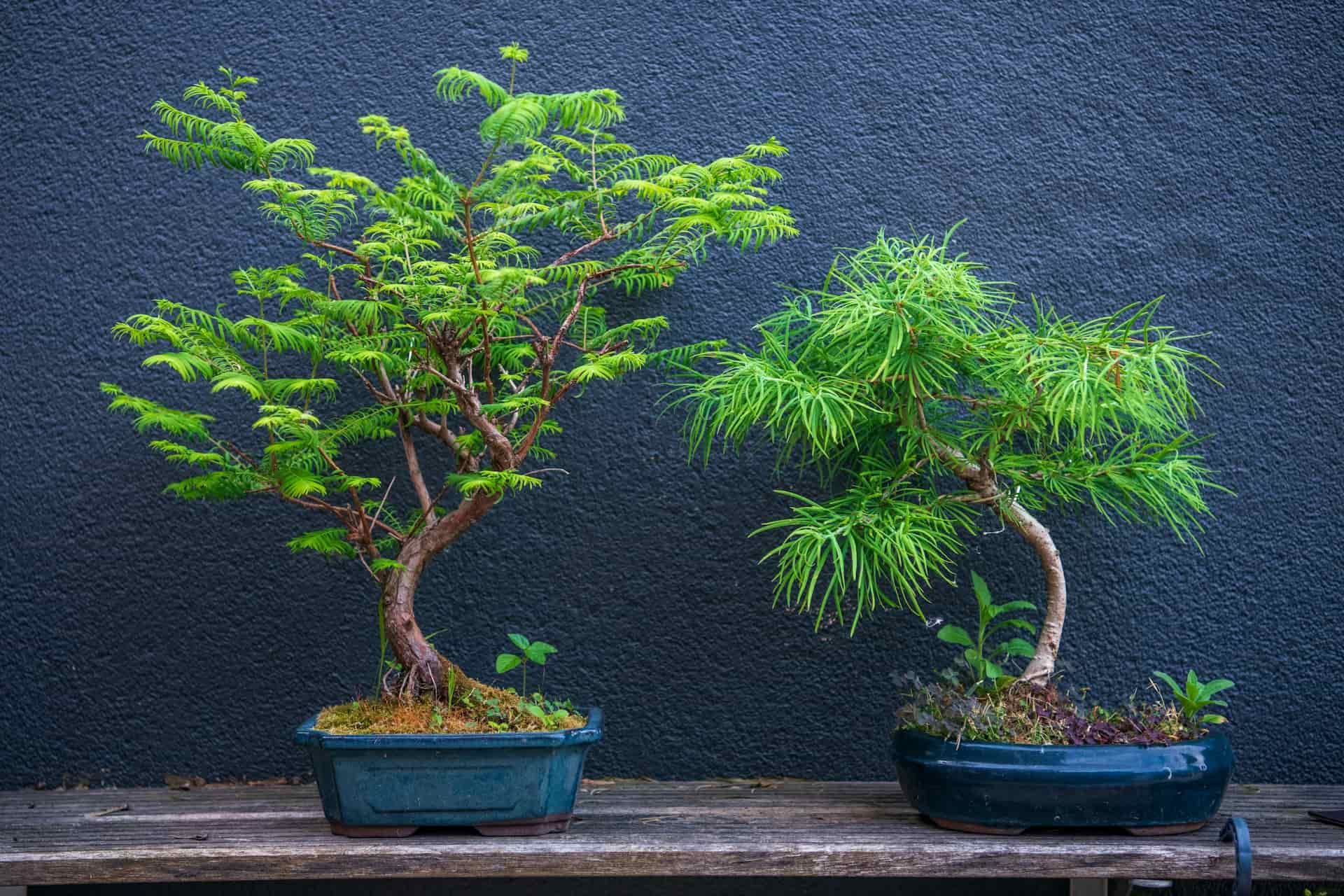 bonsai baum