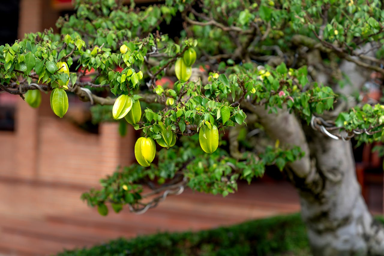 bonsai pilzbefall