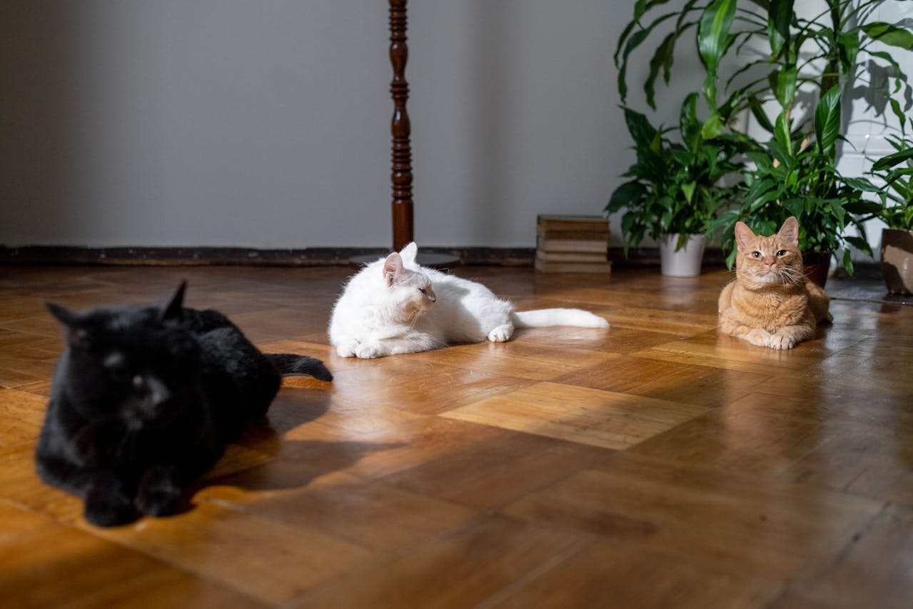 bonsai giftig für katzen