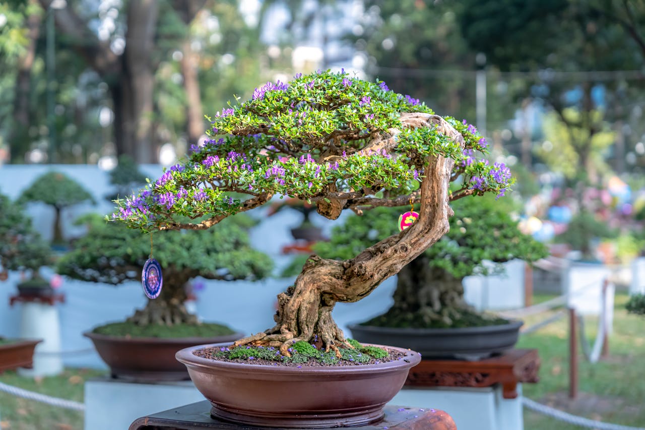 bonsai formen und stile