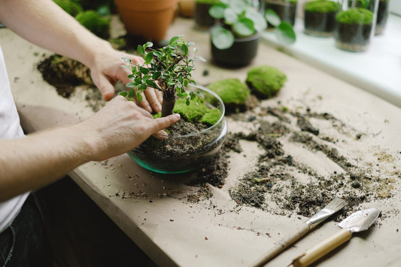 Die kleinsten Bonsai der Welt