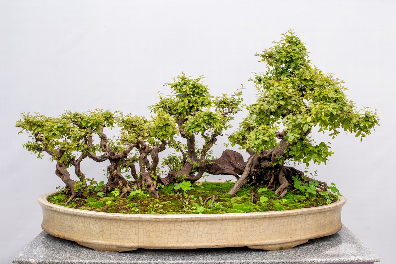 Topf für Bonsai