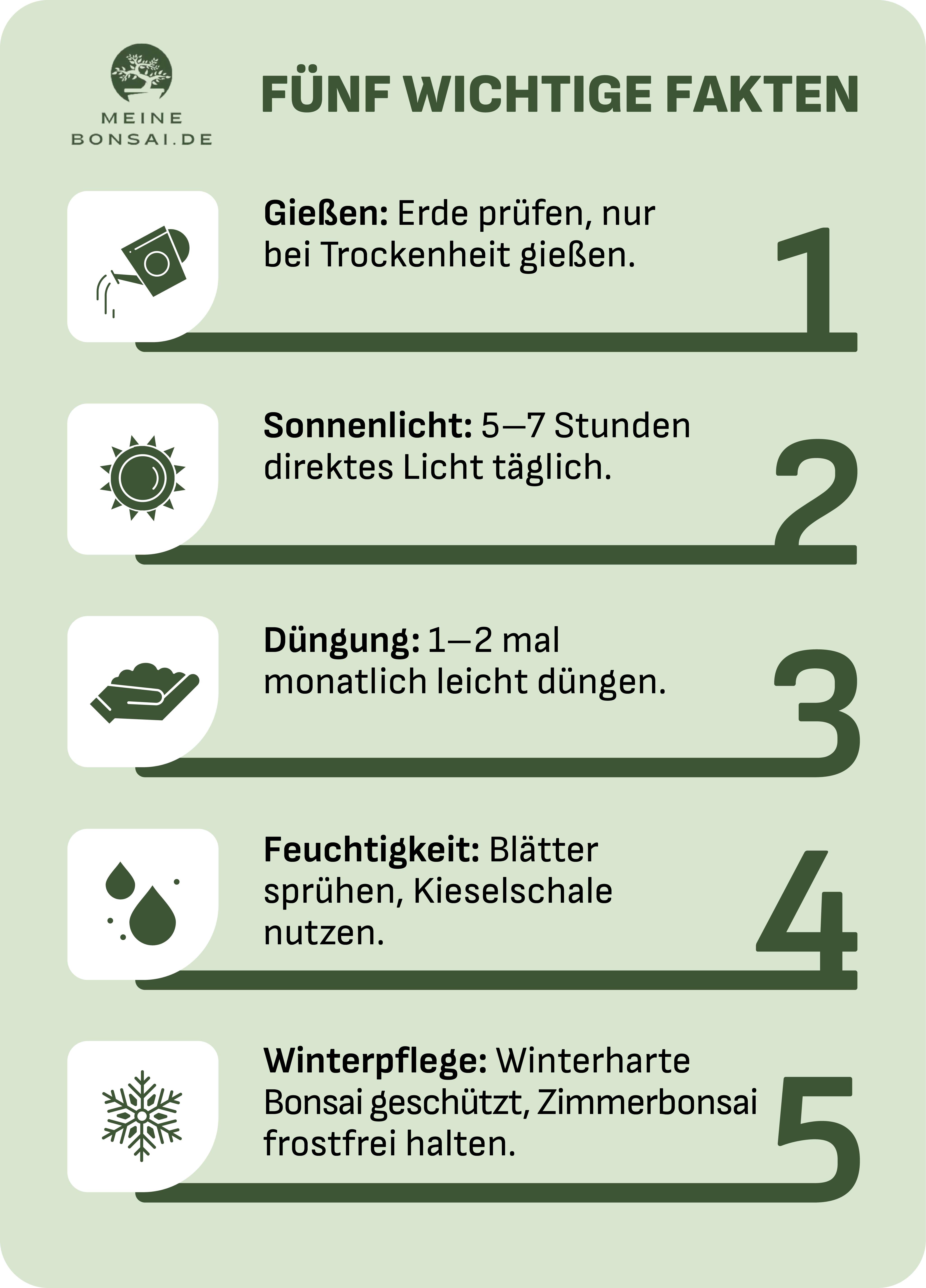 bonsai baum pflegen infografiken