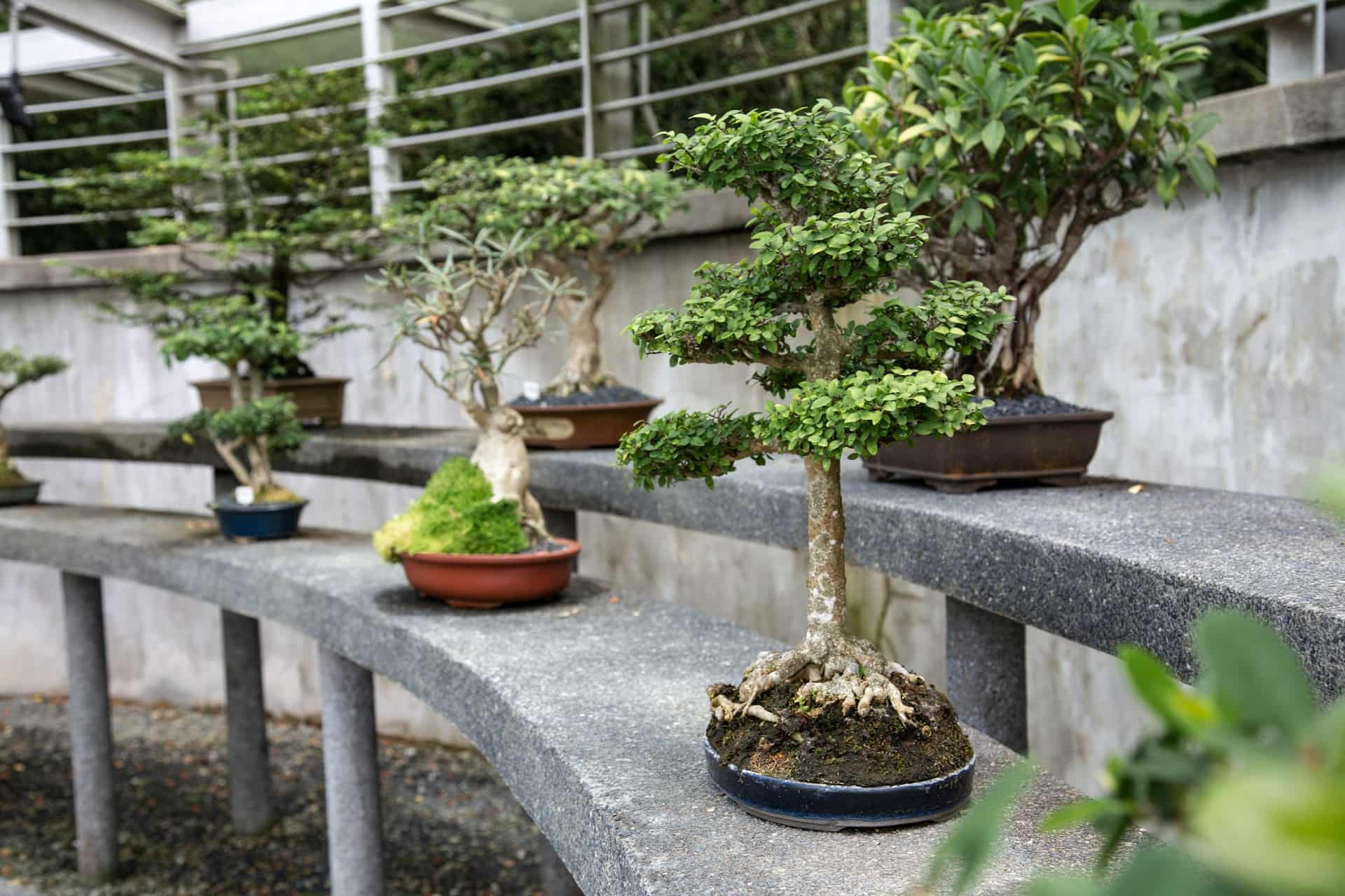 gartenbonsai
